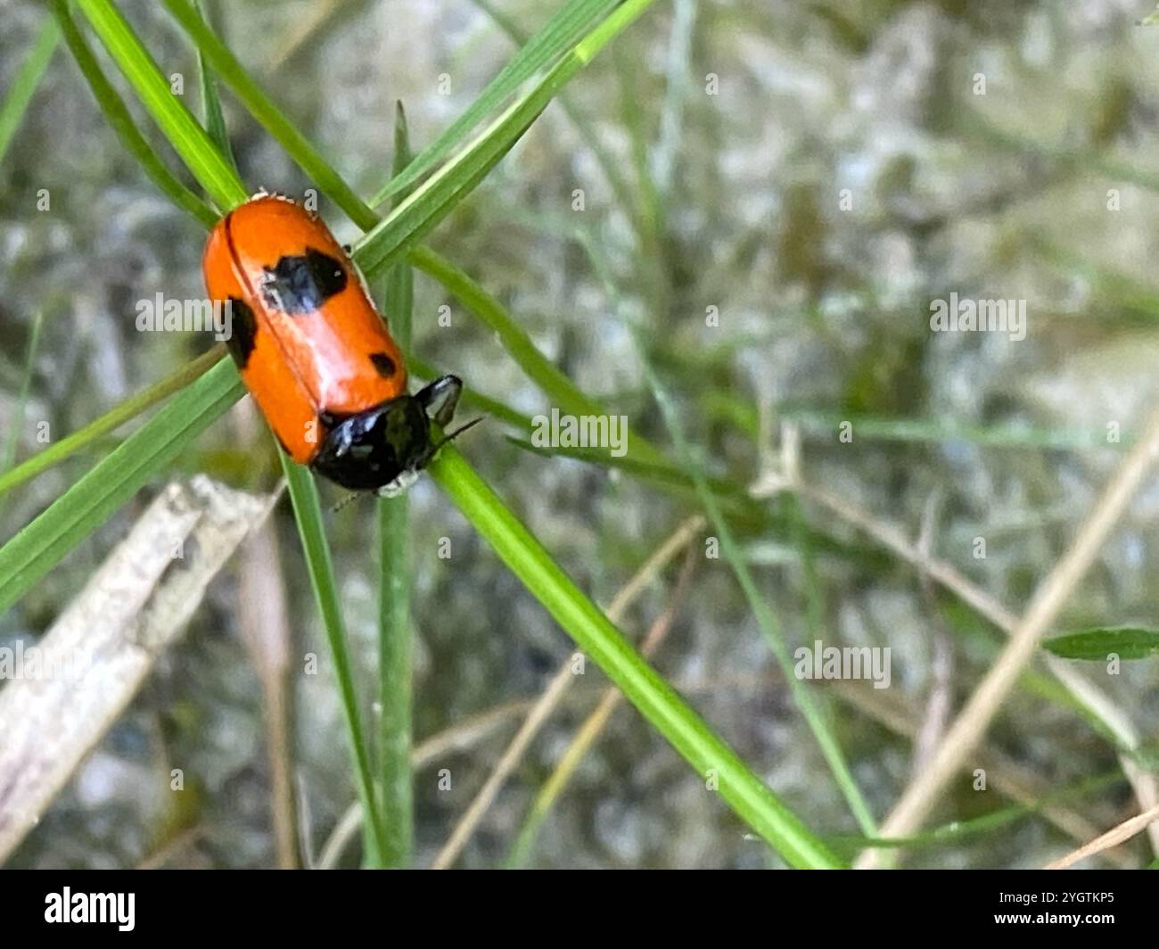 (Clytra laeviuscula) Stockfoto