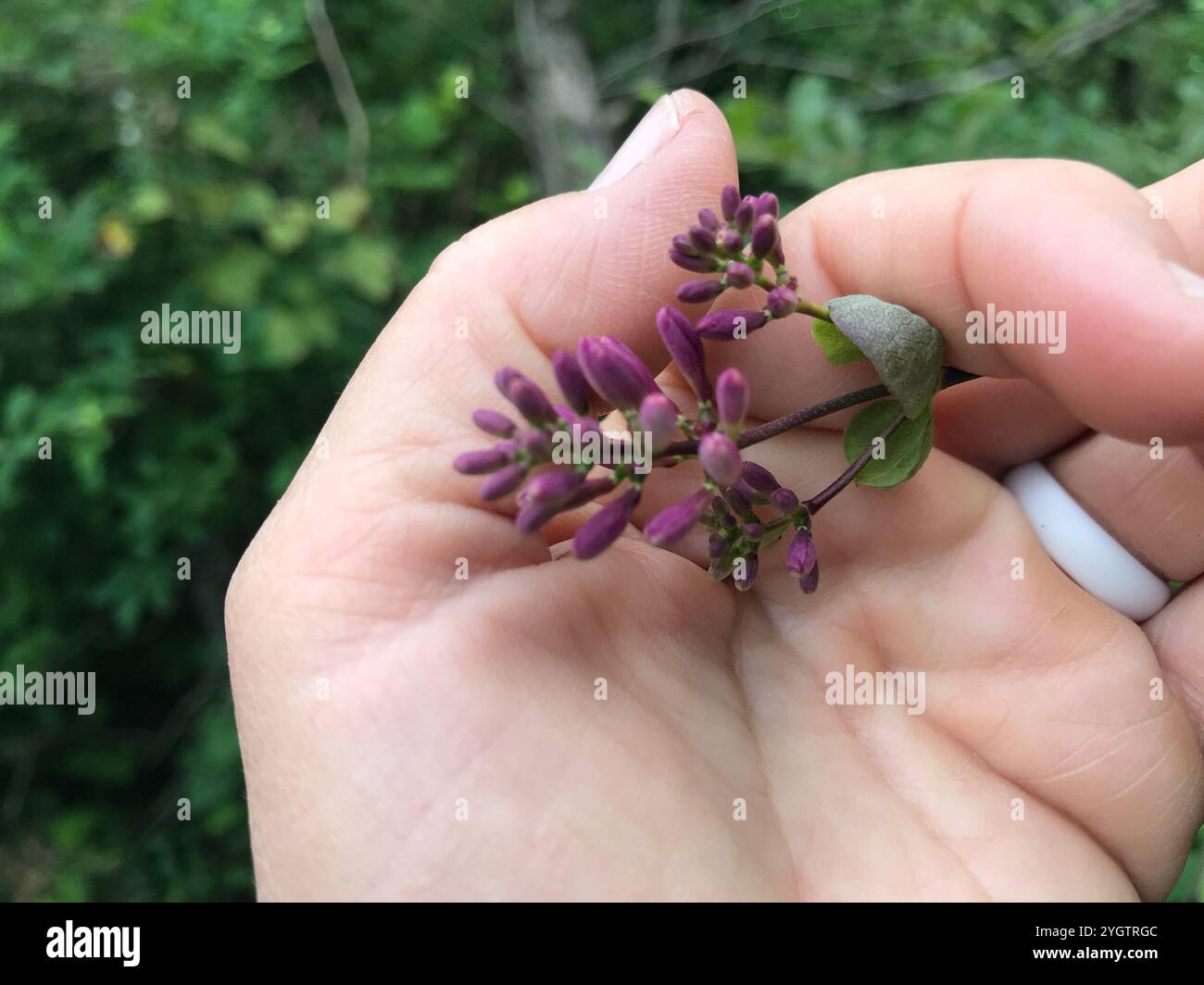 Pinke Geißblatt (Lonicera hispidula) Stockfoto