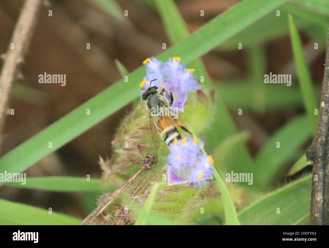 Rote Zwergbiene (APIs florea) Stockfoto