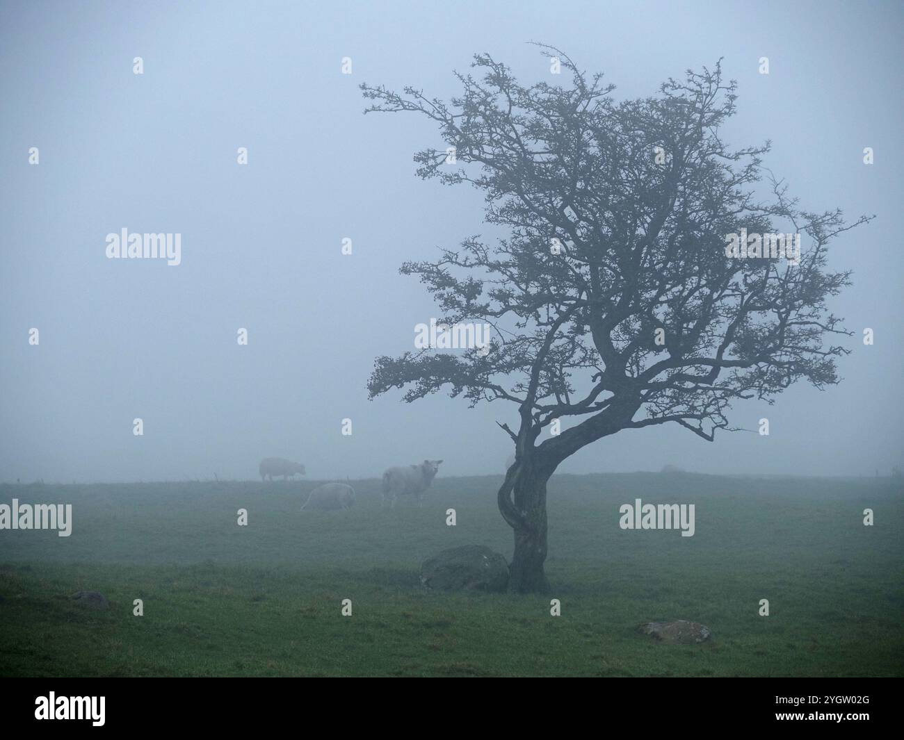 Undeutliche Schafe im Nebel hinter windgepeitschten, verdrehten, schroffen Weißdornbaum (Crataegus monogyna) auf Hochland-Ackerland in Cumbria, England, Großbritannien Stockfoto
