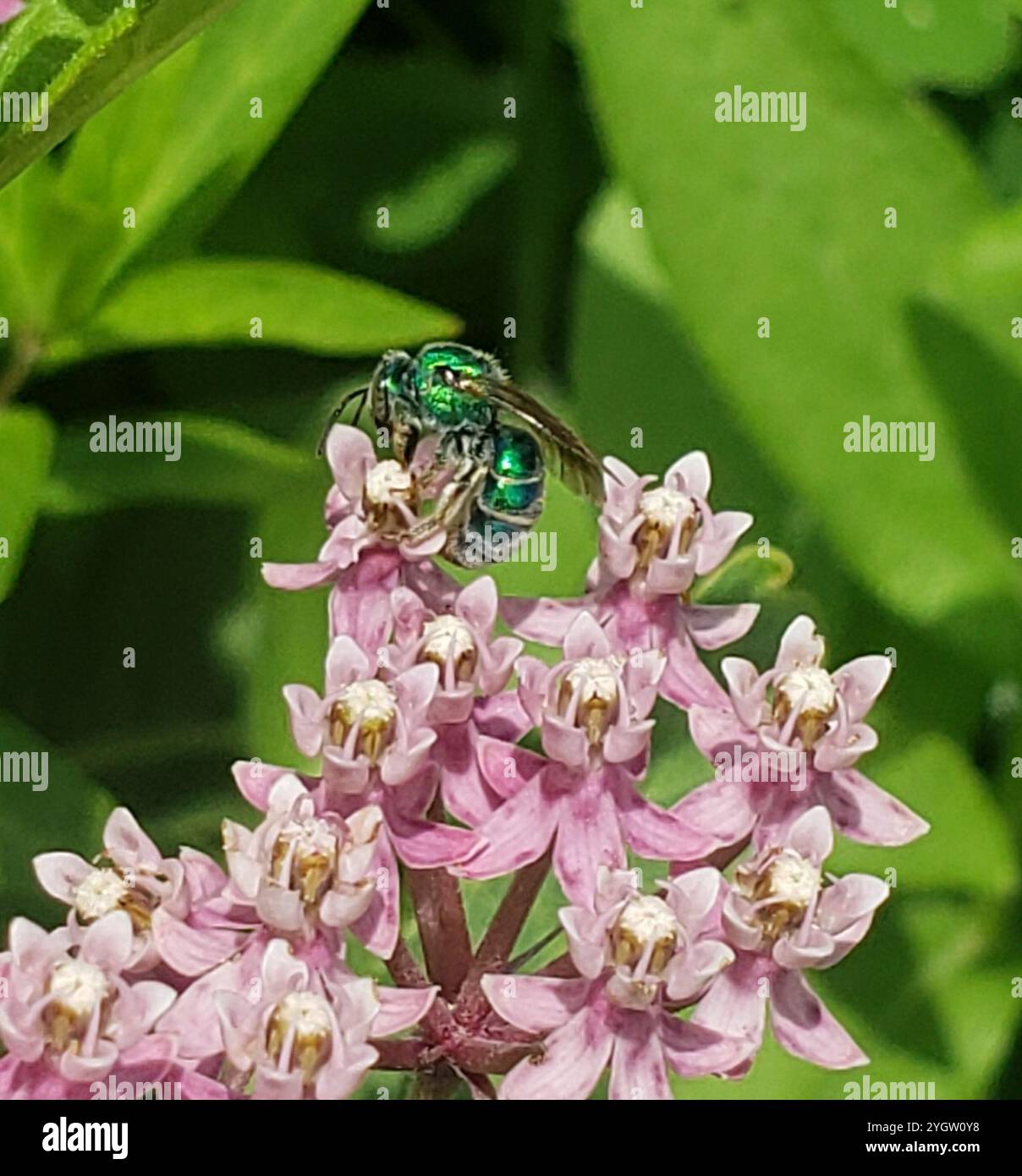 (Augochloropsis metallica) Stockfoto