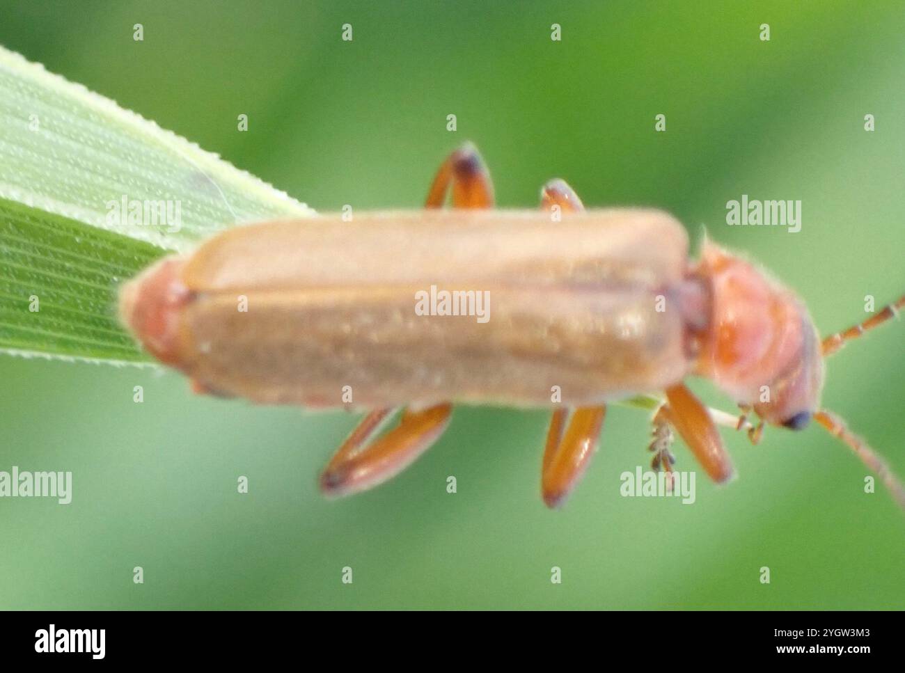 (Cantharis livida) Stockfoto