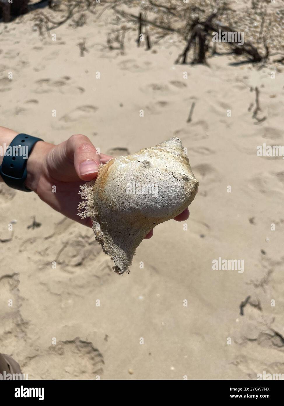 Knobbed Whelk (Busycon carica) Stockfoto