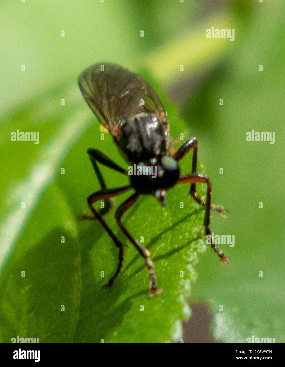 Streifenbeinige Räuberfliege (Dioctria hyalipennis) Stockfoto