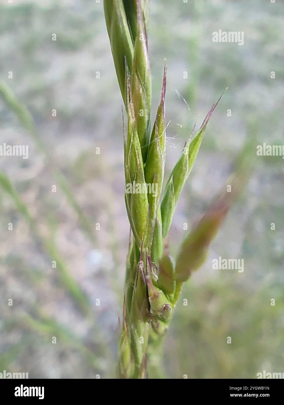 Schafsfeige (Festuca, Herzegowina) Stockfoto