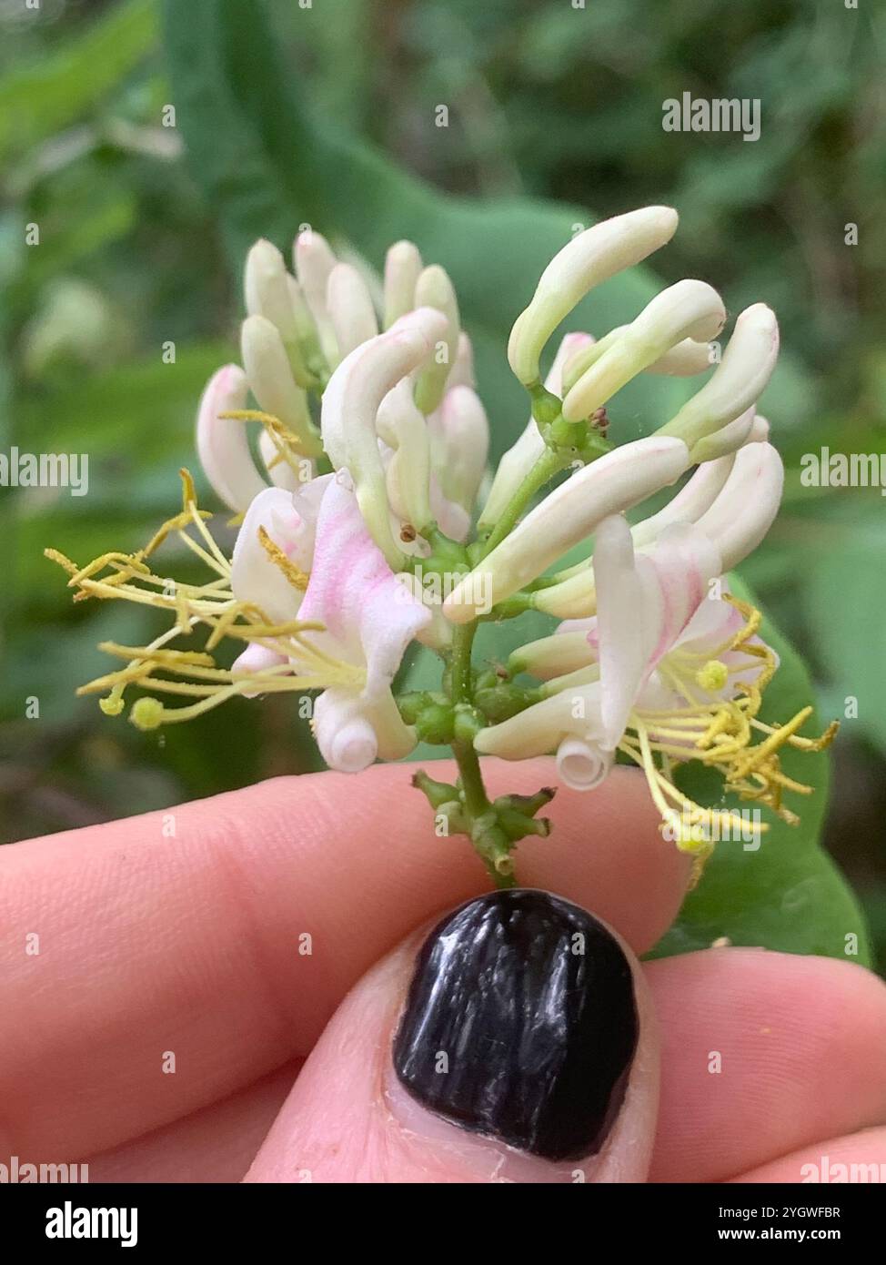 Pinke Geißblatt (Lonicera hispidula) Stockfoto