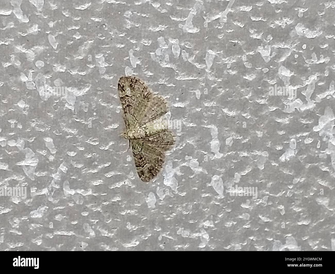 Grüner Mops (Pasiphila rectangulata) Stockfoto