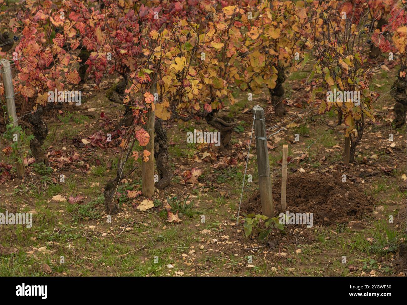 Santenay, Cote d'Or Burgundy, Frankreich - 26. Oktober 2024 - Loch, das mechanisch im Weinberg gegraben wurde und darauf wartete, dass eine Ersatzrebe im Weinberg gepflanzt wird Stockfoto