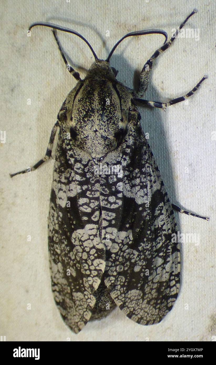 Carpenterworm Motte (Prionoxystus robiniae) Stockfoto