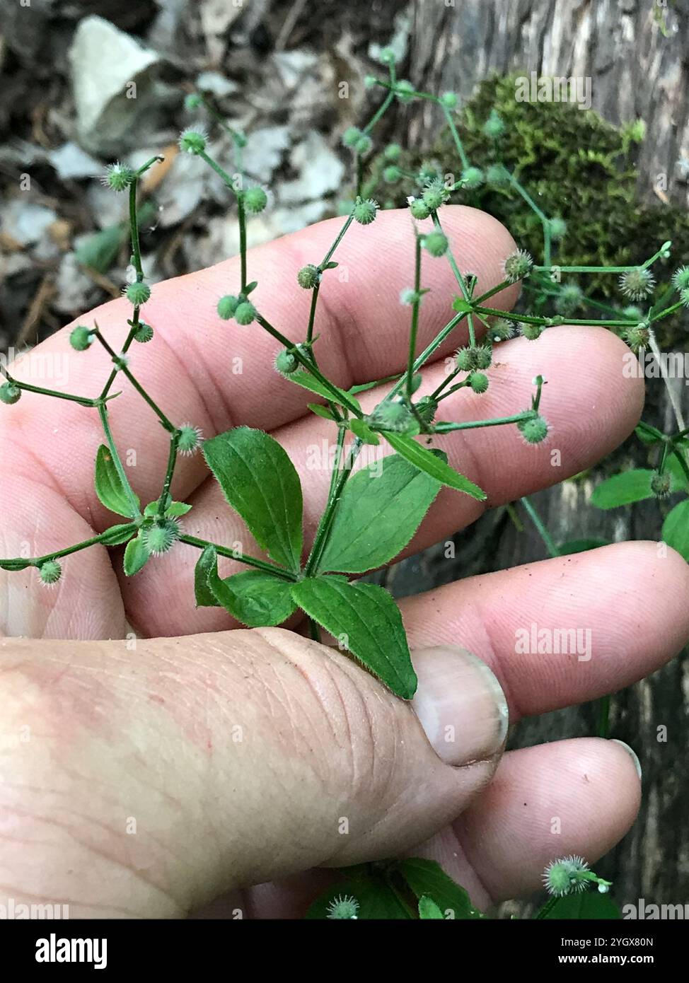 Lakritzbettstroh (Galium circaezans) Stockfoto