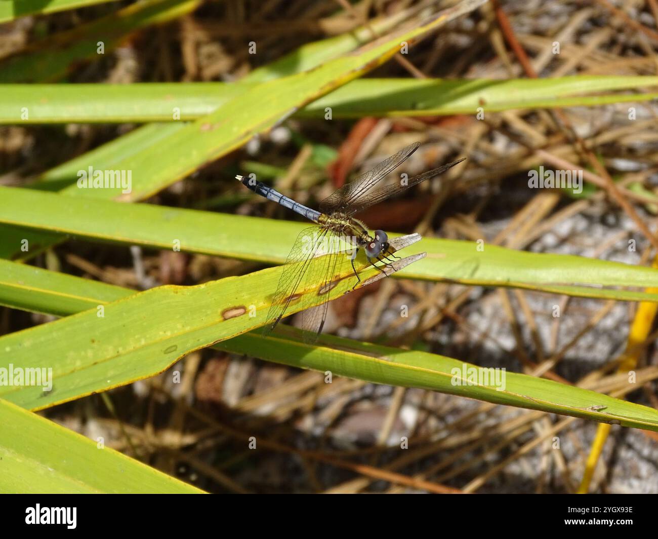 Little Blue Dragonlet (Erythrodiplax minuscula) Stockfoto