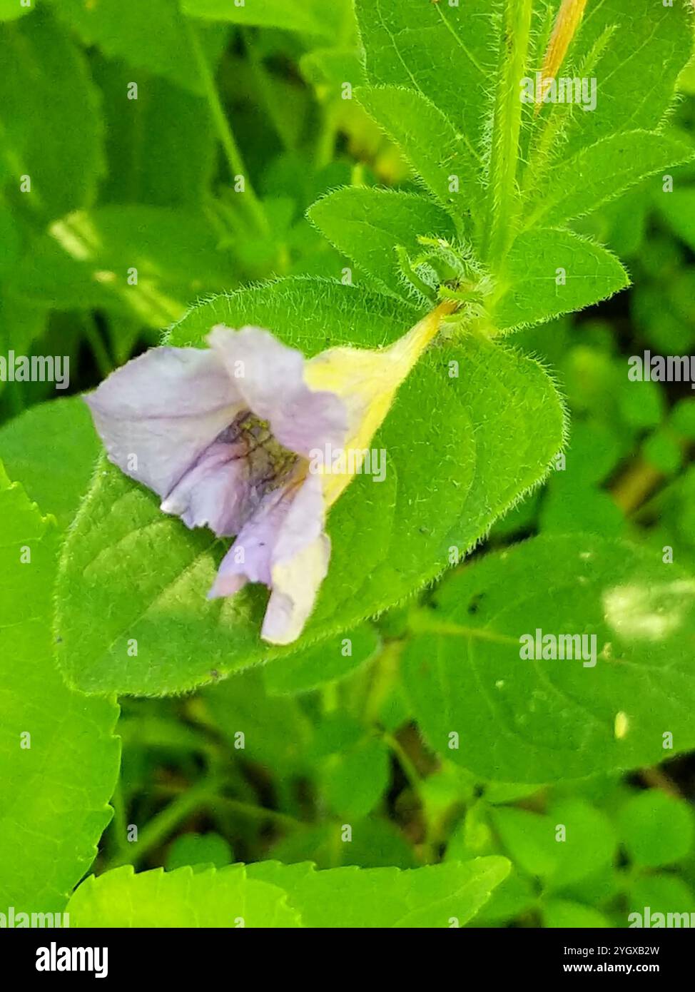 Haarige Ruellia (Ruellia humilis) Stockfoto