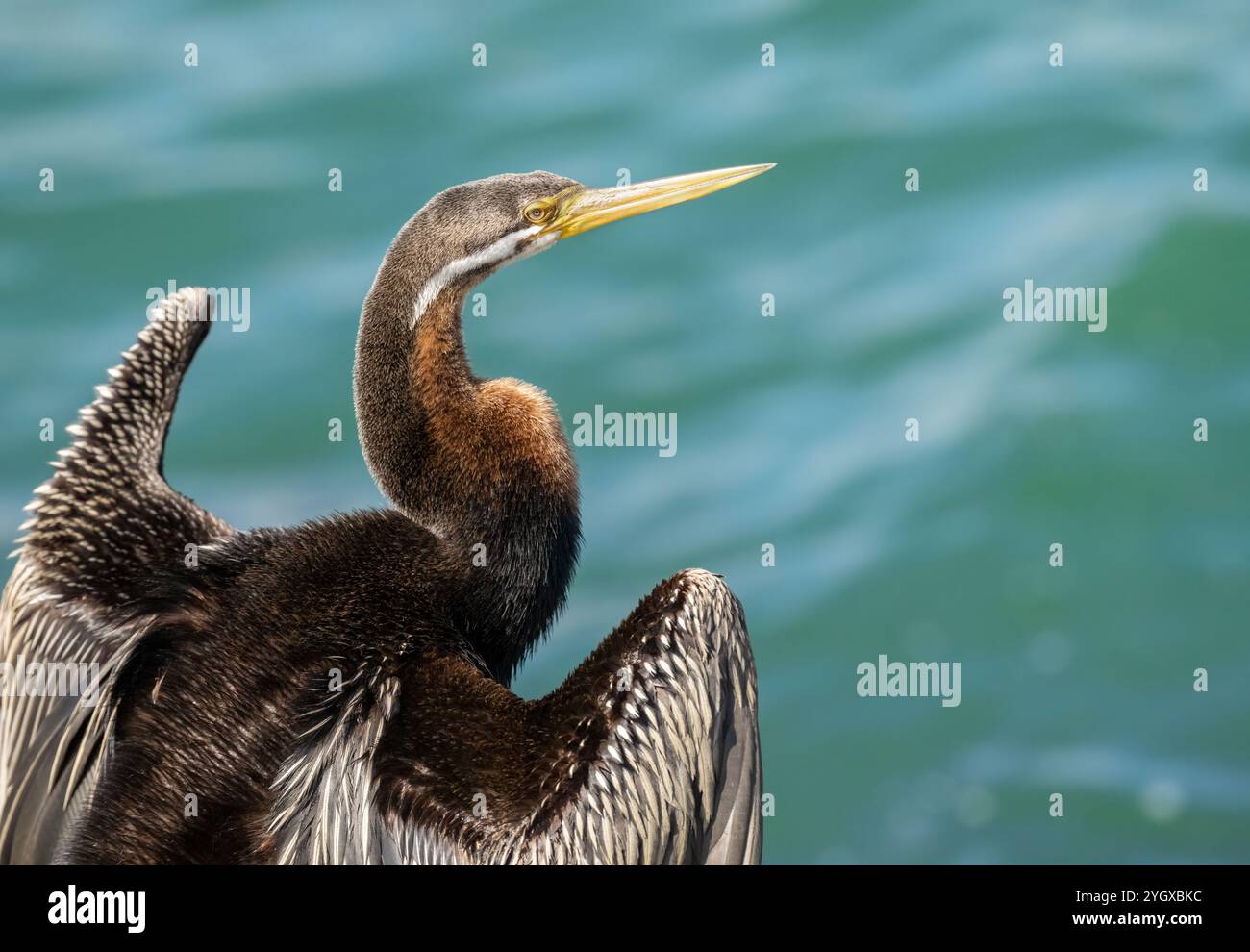 Australasischer Darter (Anhinga novaehollandiae) schwimmt wie eine Schlange mit dem Körper unter Wasser, und nur sein Kopf und Hals ragen aus dem Wasser hervor. Stockfoto