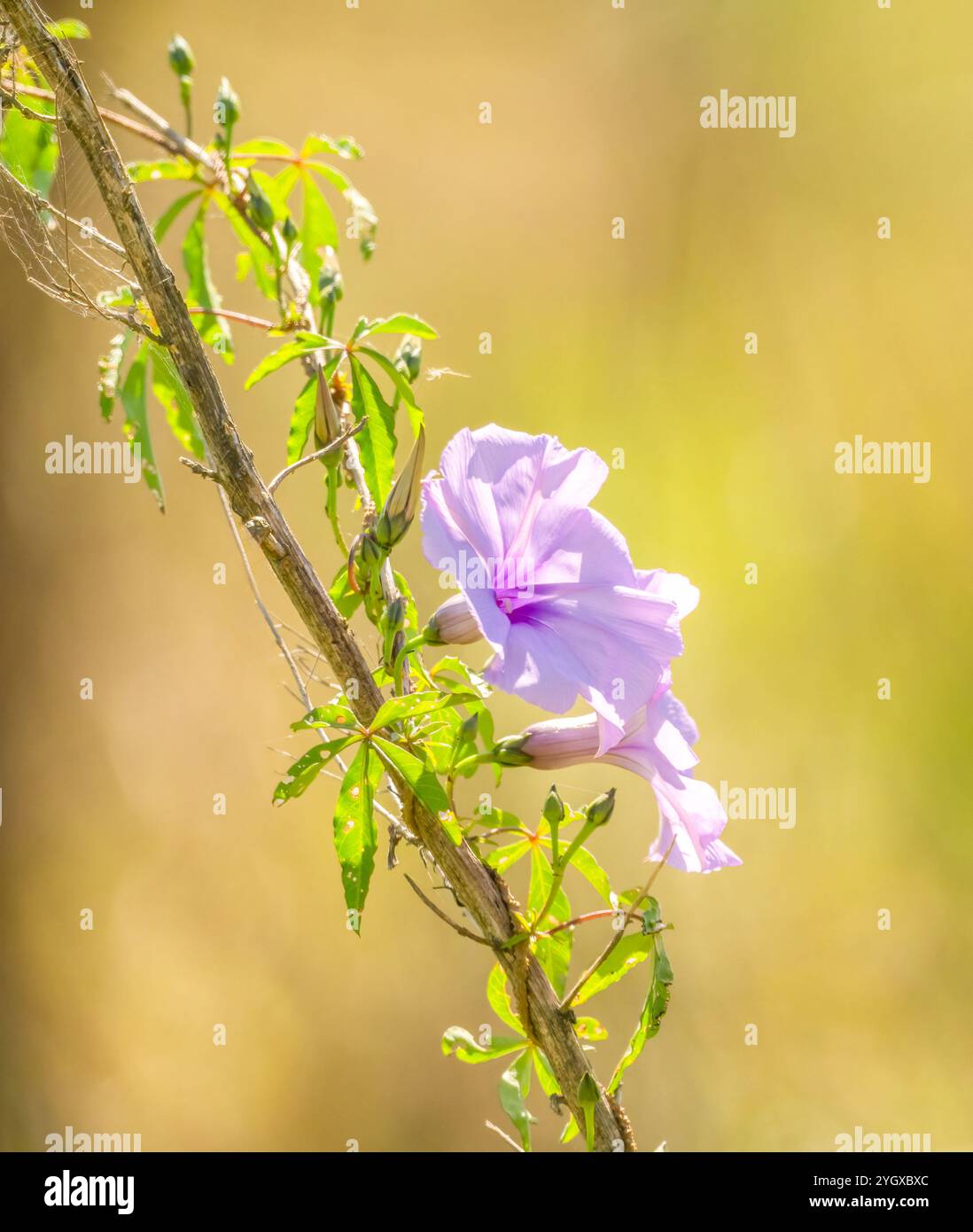 Morning Glory ein schnell wachsendes, häufiges Unkraut aus natürlichen und landwirtschaftlichen Gebieten in Australien. Stockfoto