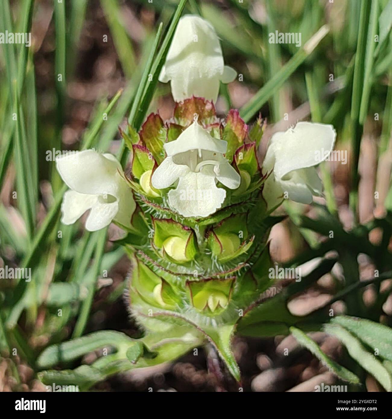 Selfheal (Prunella laciniata) Stockfoto