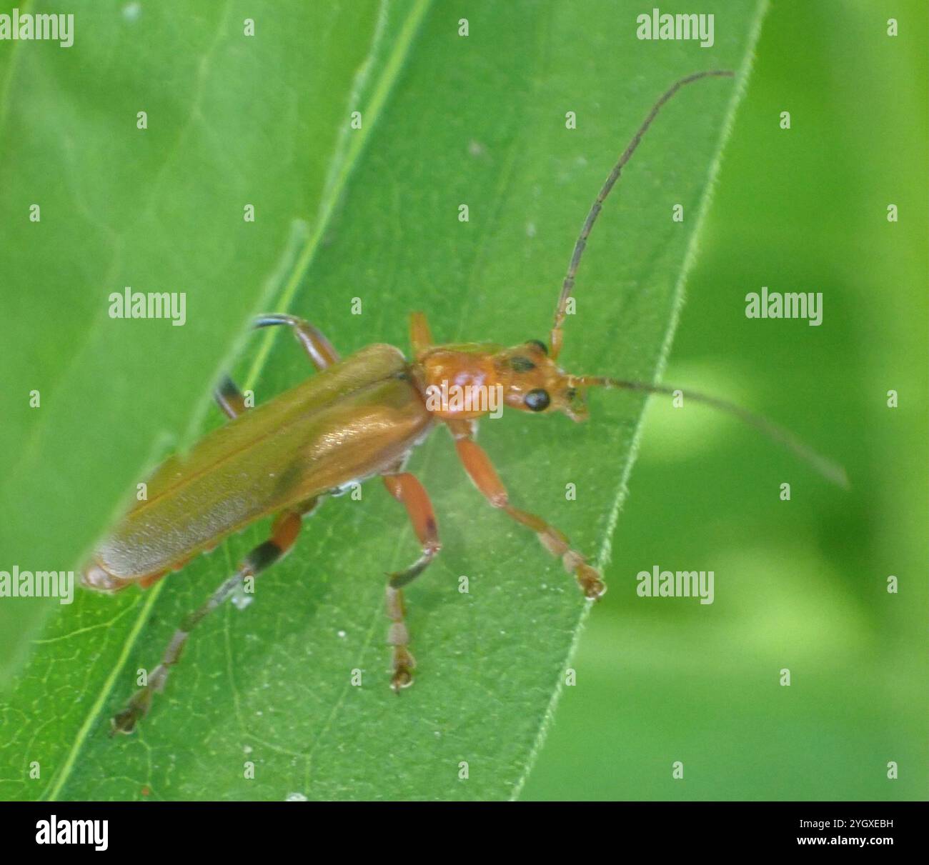 (Cantharis livida) Stockfoto