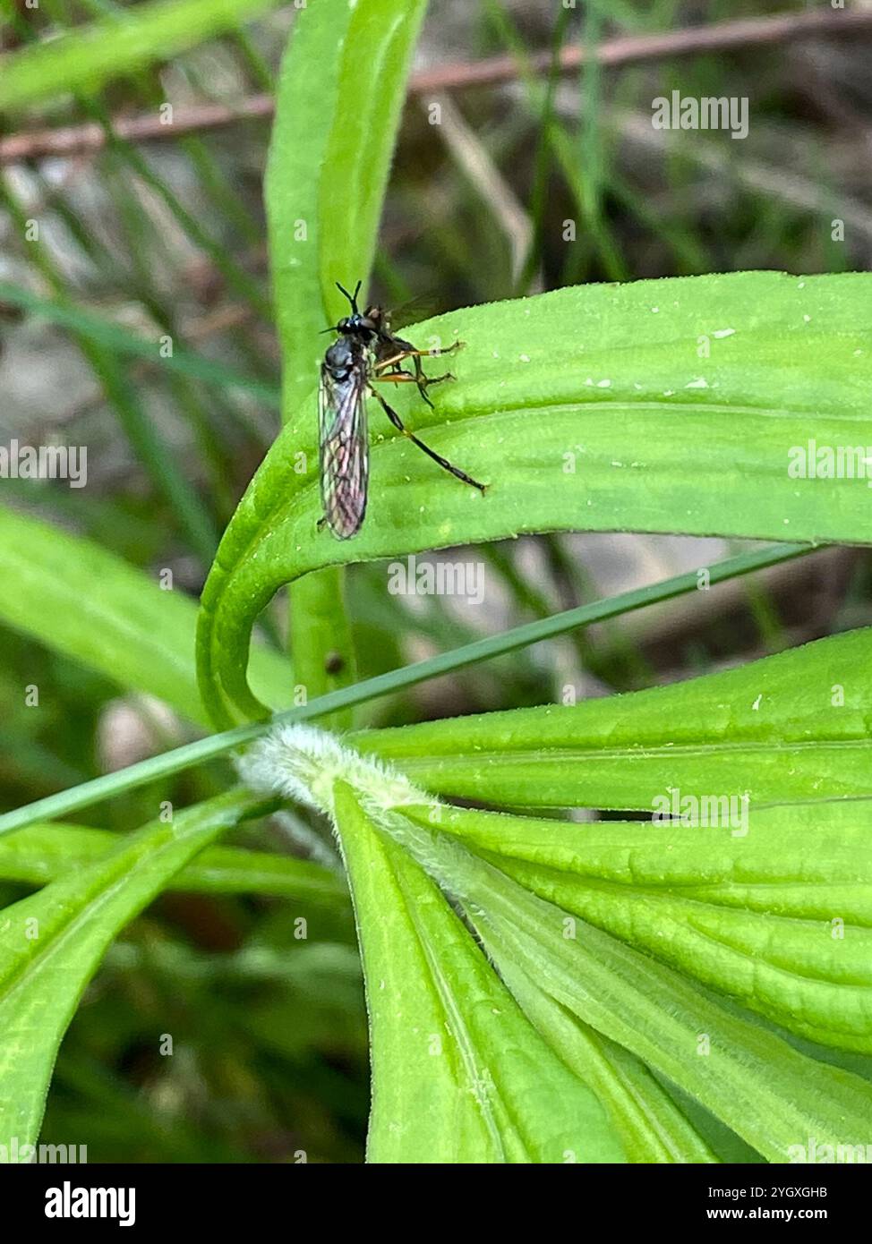 Streifenbeinige Räuberfliege (Dioctria hyalipennis) Stockfoto