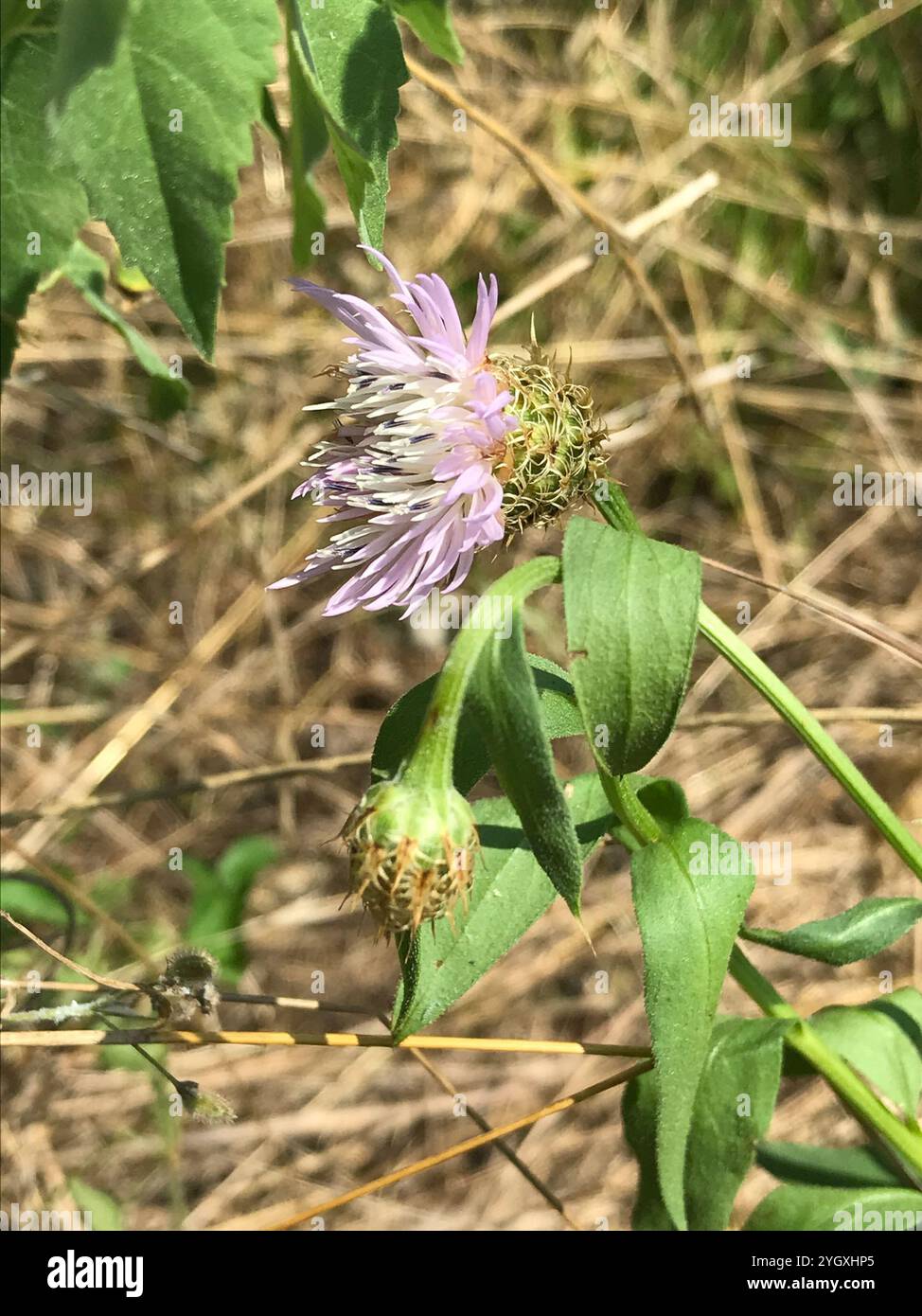 Amerikanische Korbblume (Plectocephalus americanus) Stockfoto