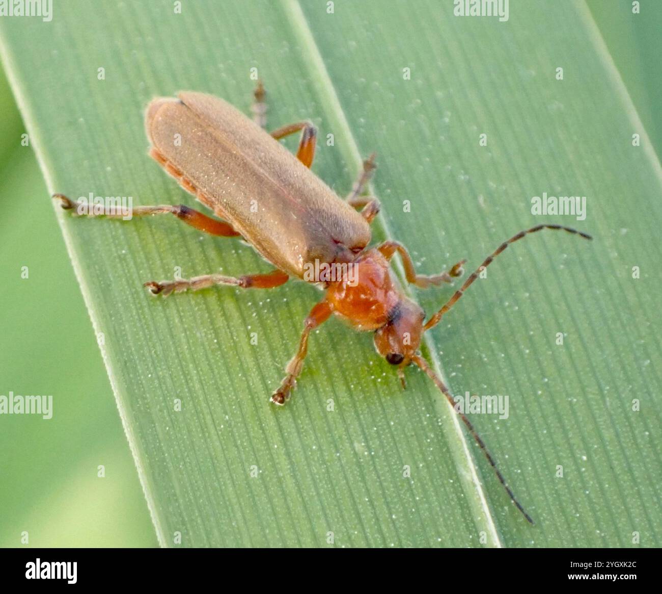 (Cantharis livida) Stockfoto