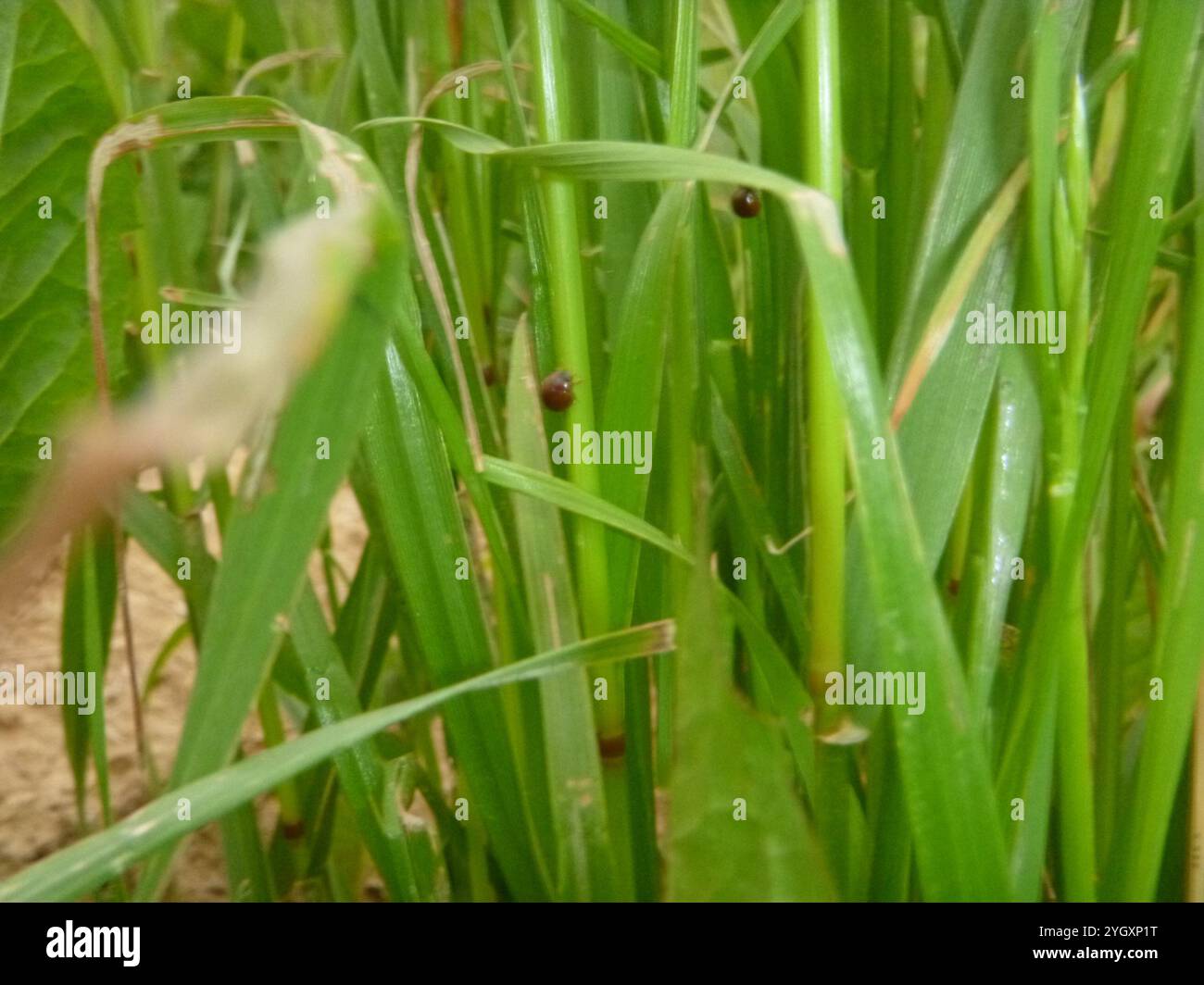 (Cynegetis impunctata) Stockfoto