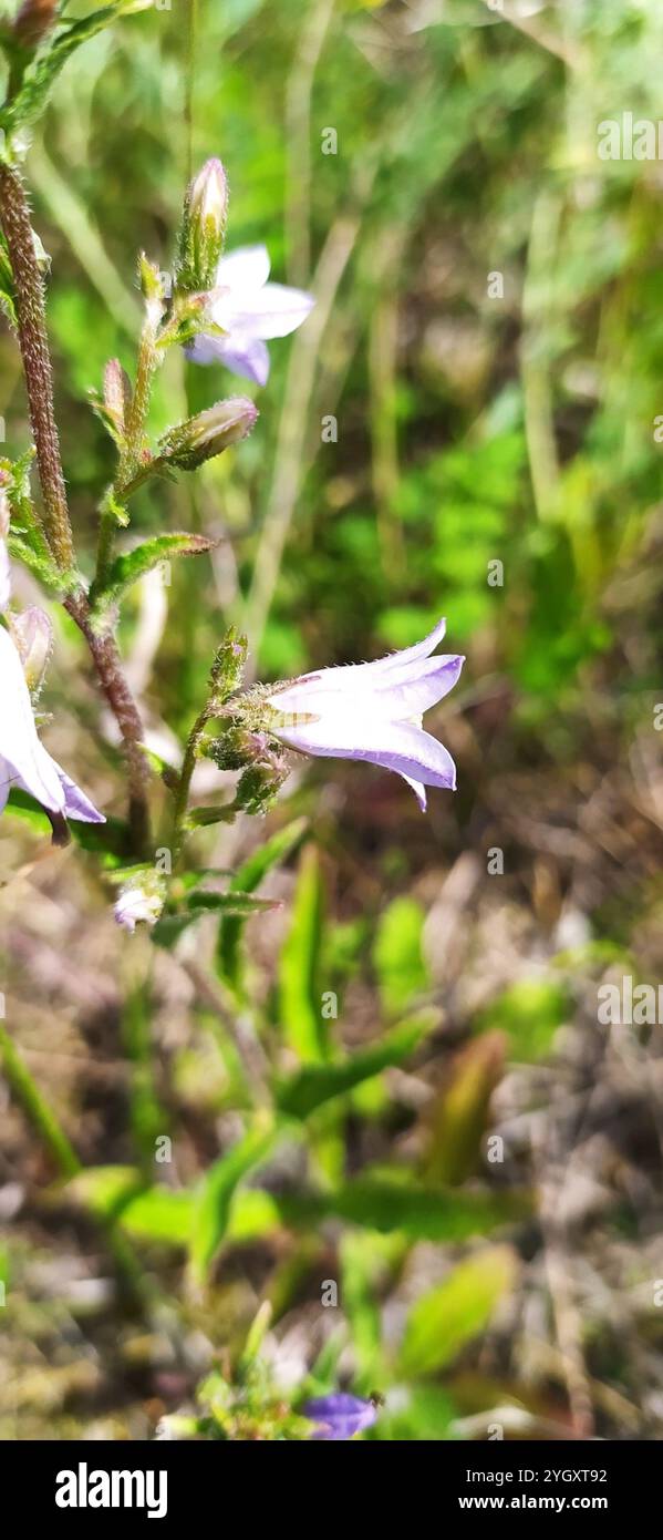 Sibirische Bellblume (Campanula sibirica) Stockfoto