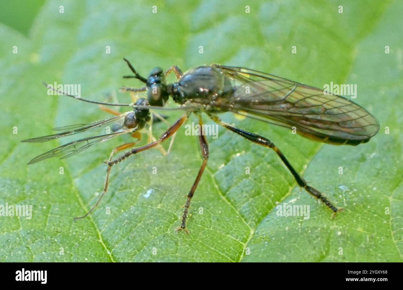 Streifenbeinige Räuberfliege (Dioctria hyalipennis) Stockfoto