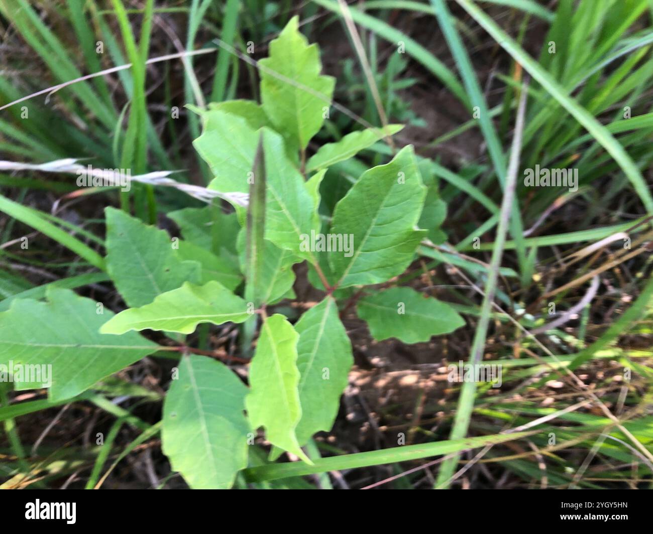 Atlantische Gifteiche (Toxicodendron pubescens) Stockfoto