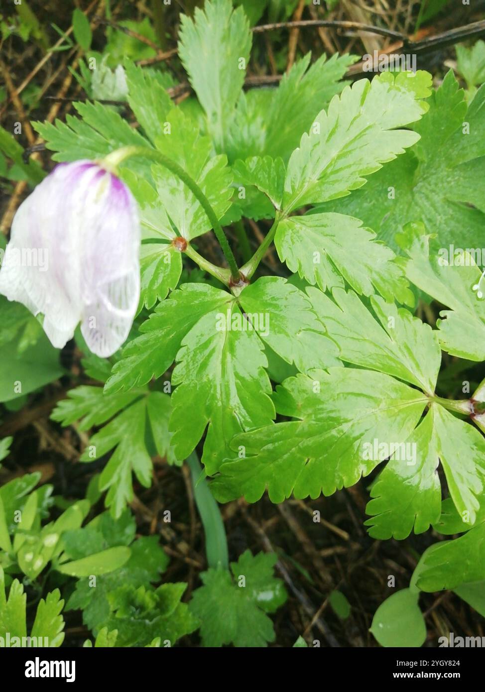 Altaische Anemone (Anemonoides altaica) Stockfoto