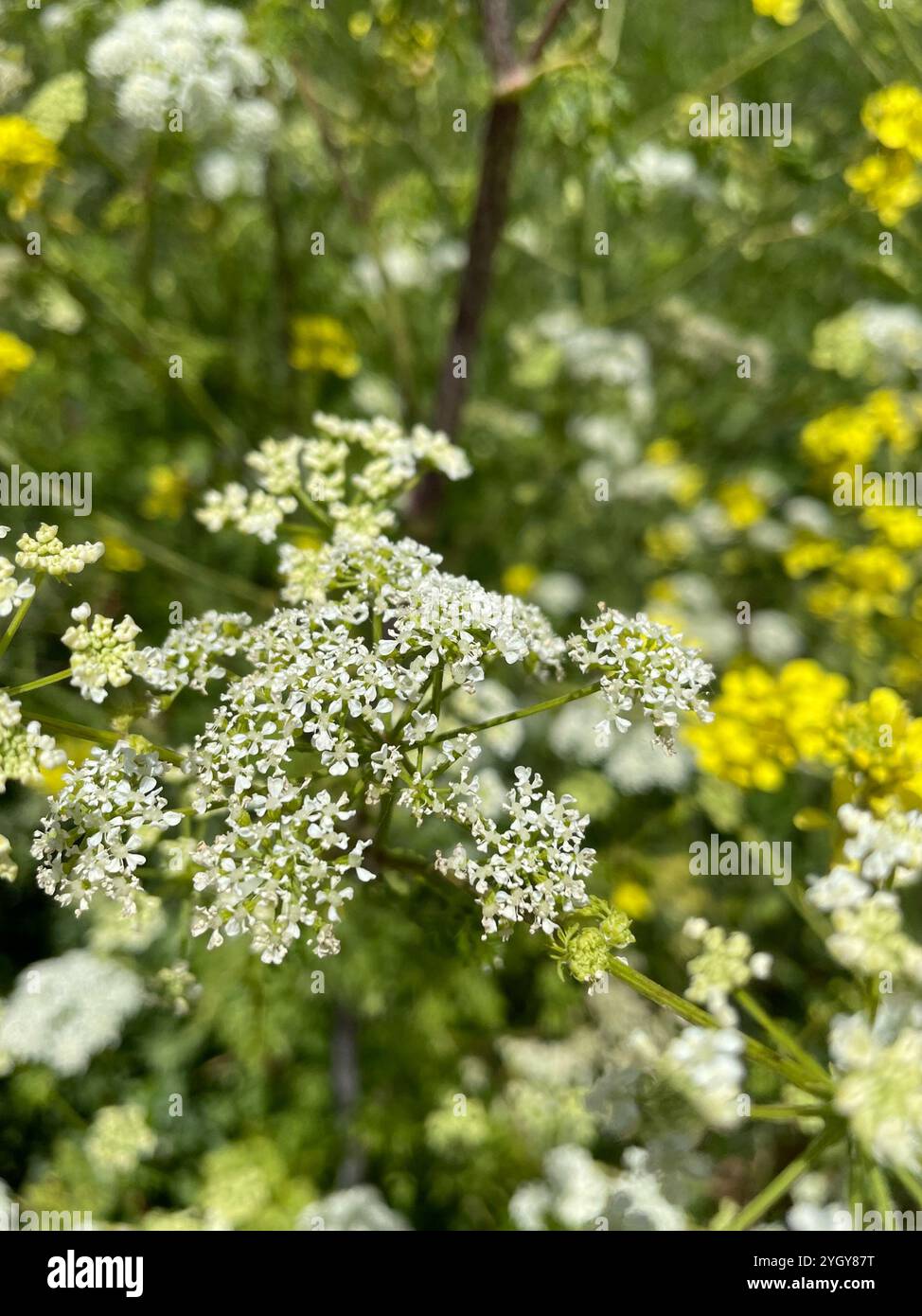Gifthemlock (Conium maculatum) Stockfoto