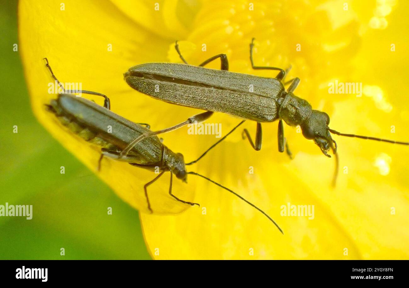 (Oedemera lurida) Stockfoto