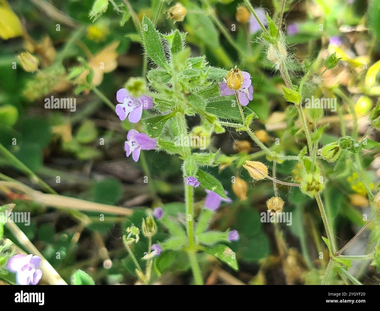 basilikum-Thymian (Clinopodium acinos) Stockfoto
