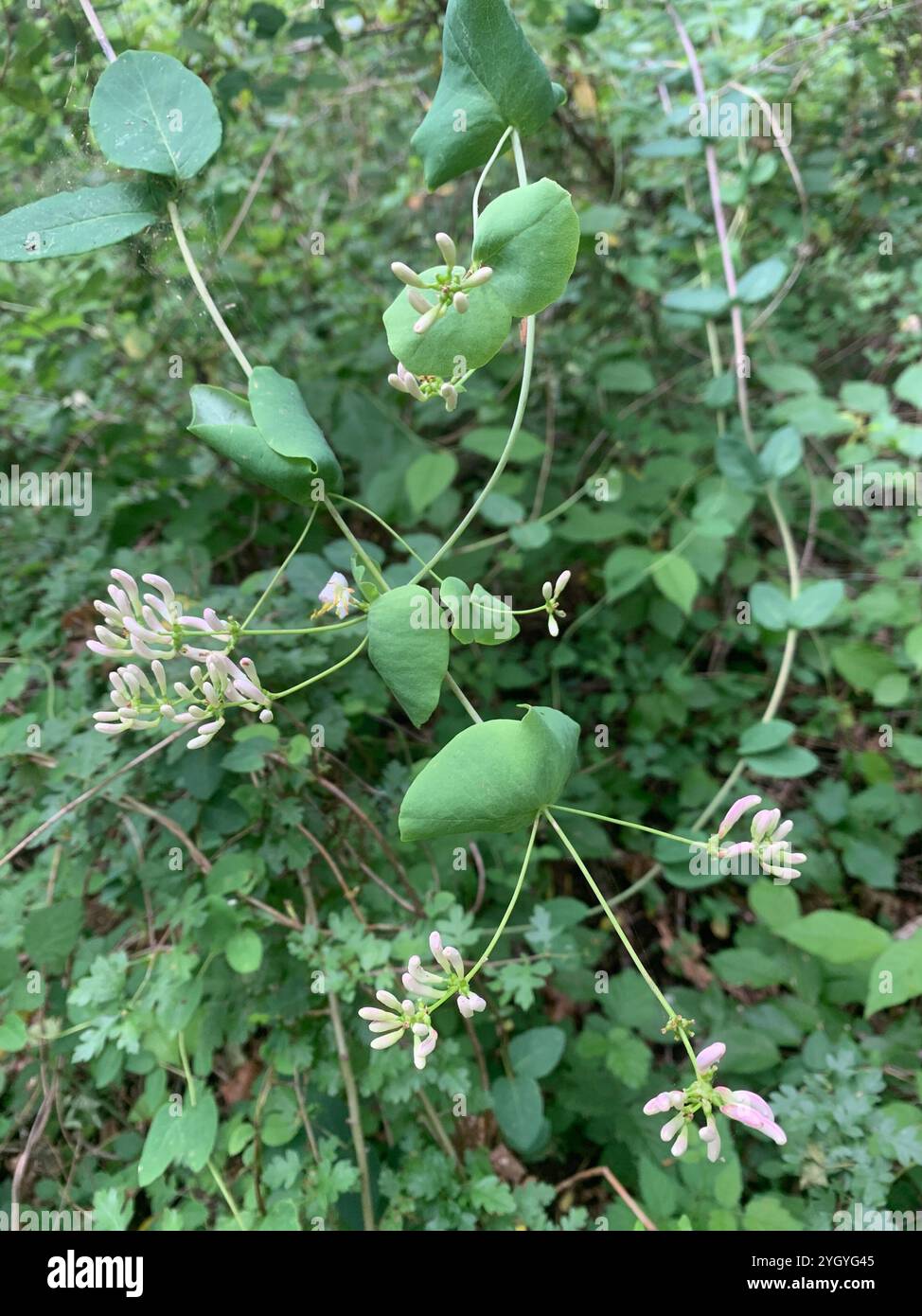 Pinke Geißblatt (Lonicera hispidula) Stockfoto