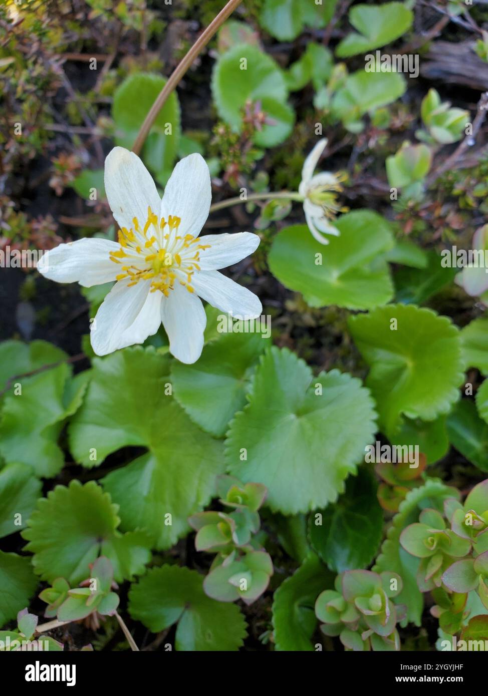 (Caltha leptosepala) Stockfoto