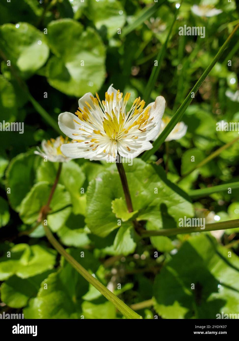 (Caltha leptosepala) Stockfoto