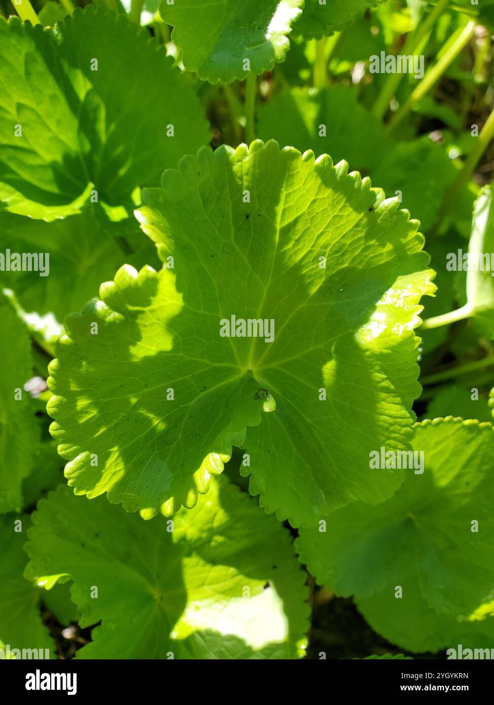 (Caltha leptosepala) Stockfoto