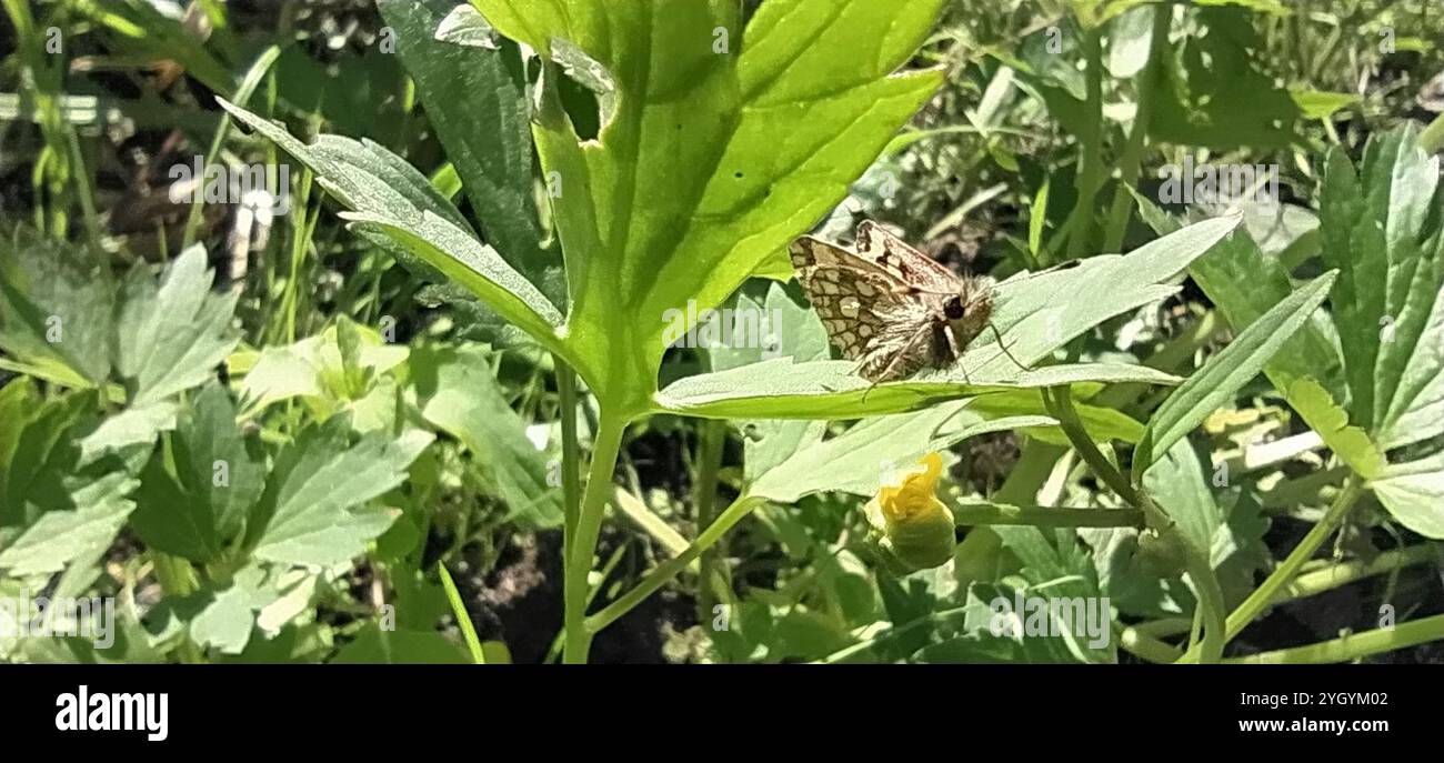 Nördlichen Chequered Skipper (Carterocephalus Silvicola) Stockfoto