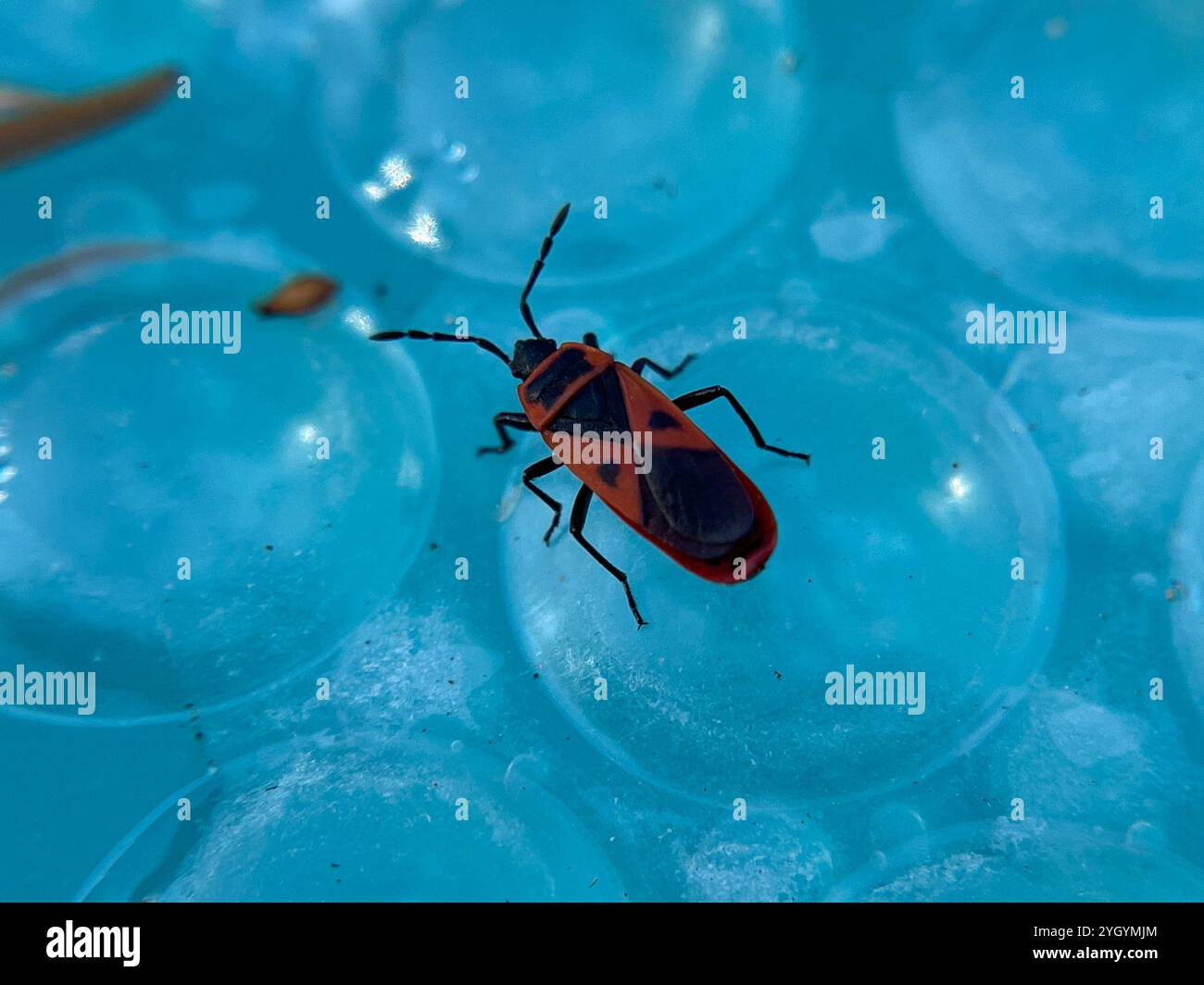 Rote Käfer (Scantius aegyptius) Stockfoto