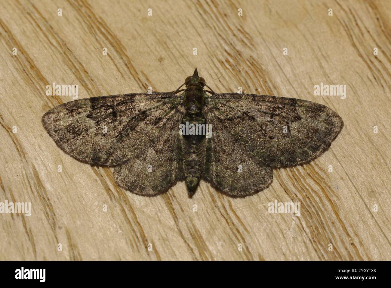 Grüner Mops (Pasiphila rectangulata) Stockfoto