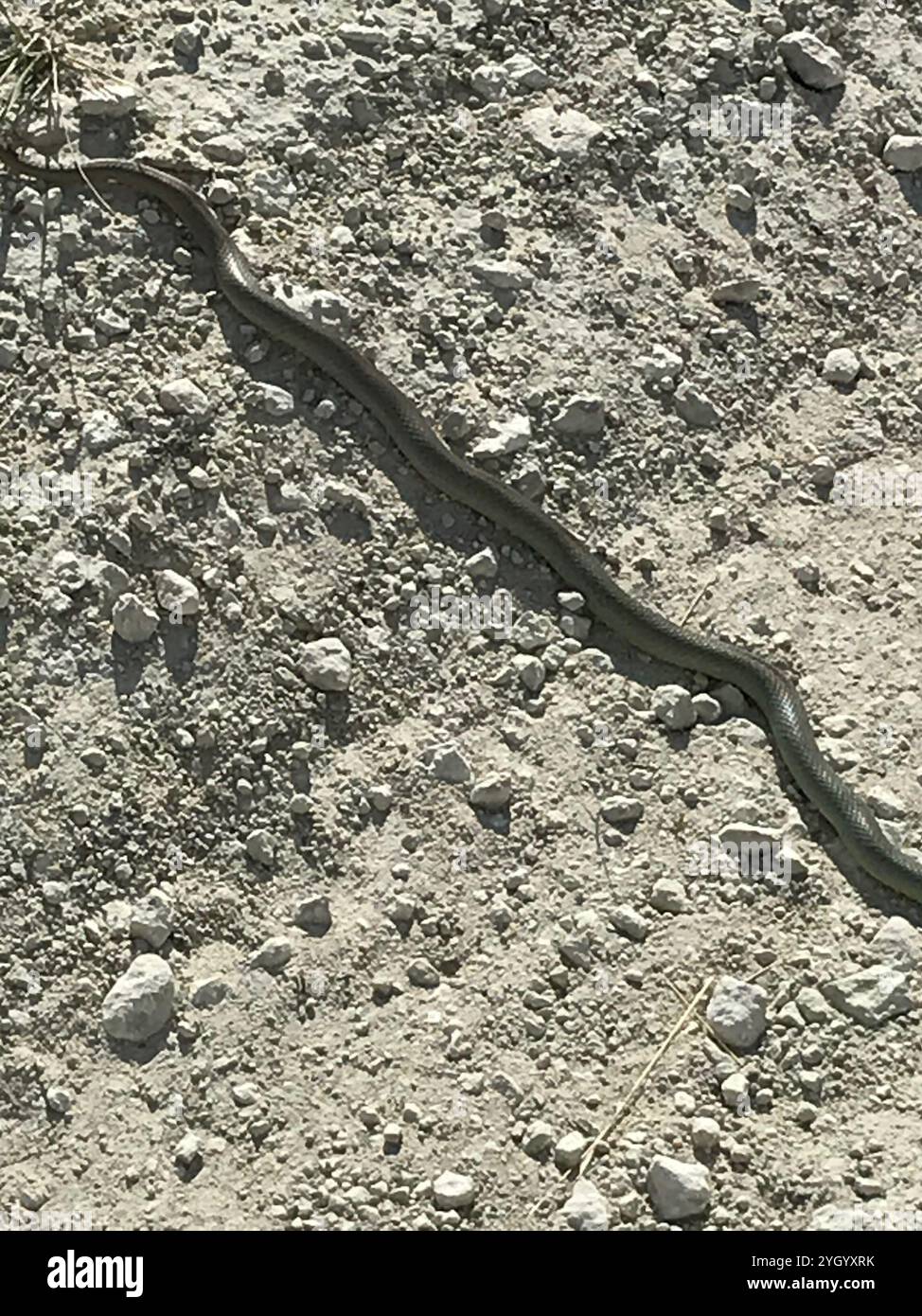 Coluber constrictor flaviventris -Fotos und -Bildmaterial in hoher ...
