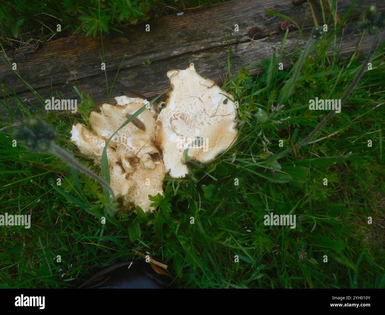 Weißkäse Polypore (Tyromyces chioneus) Stockfoto