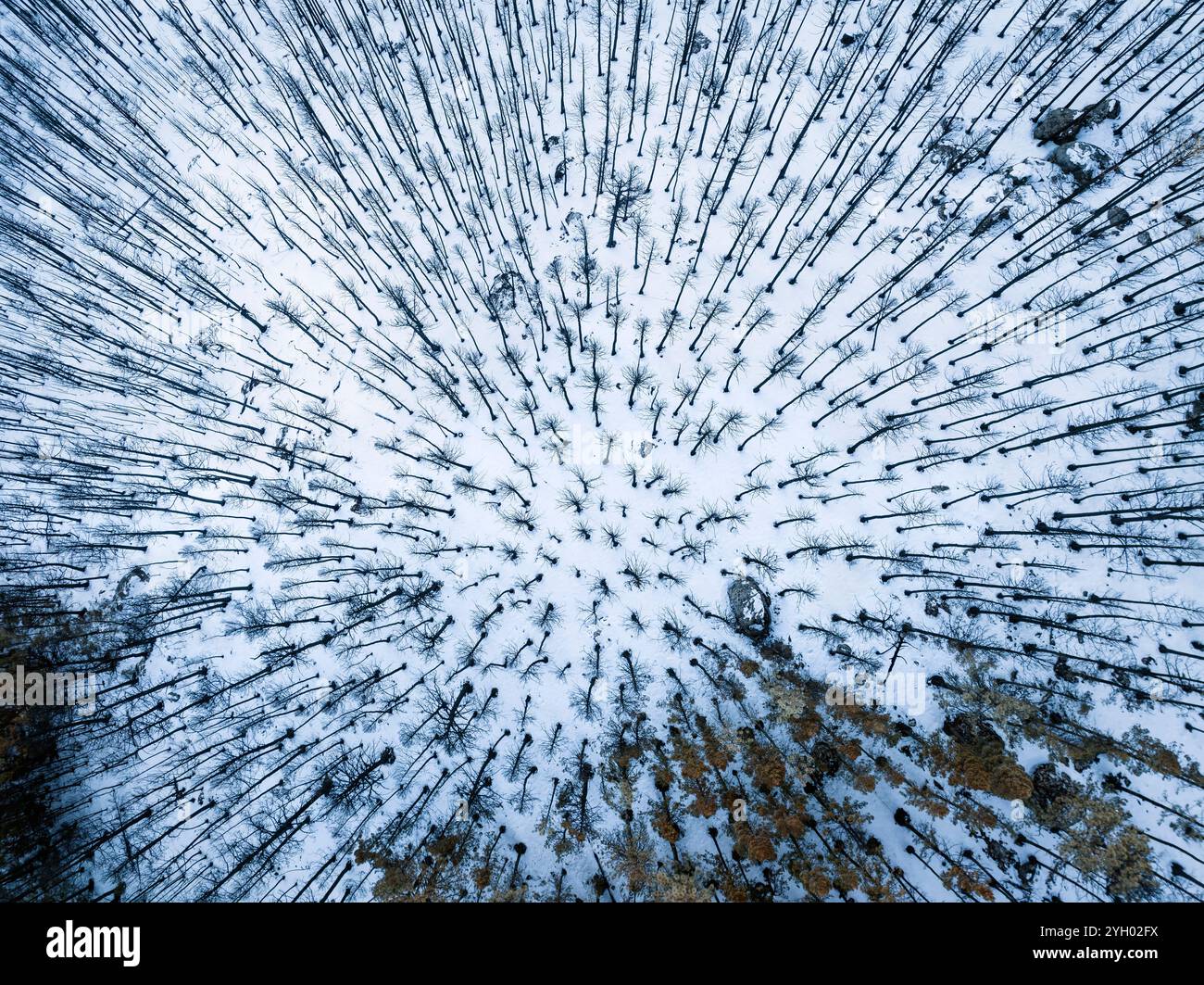 Luftaufnahme eines verschneiten Waldes in den Bighorn Mountains, Wyoming, USA Stockfoto