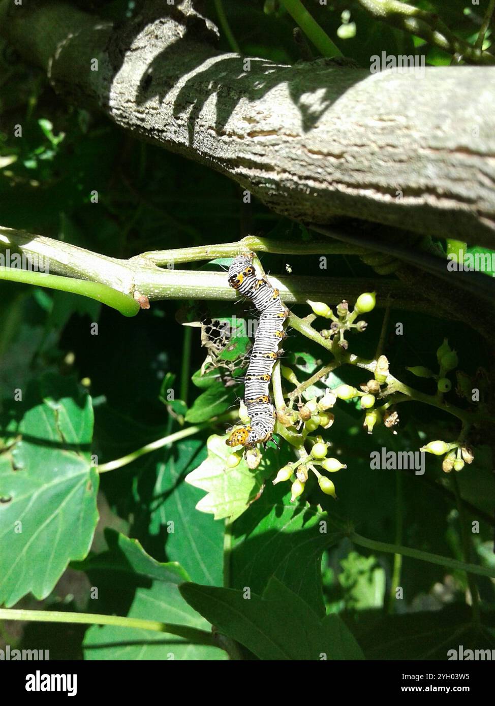 Achtfleckige Forester Moth (Alypia octomaculata) Stockfoto