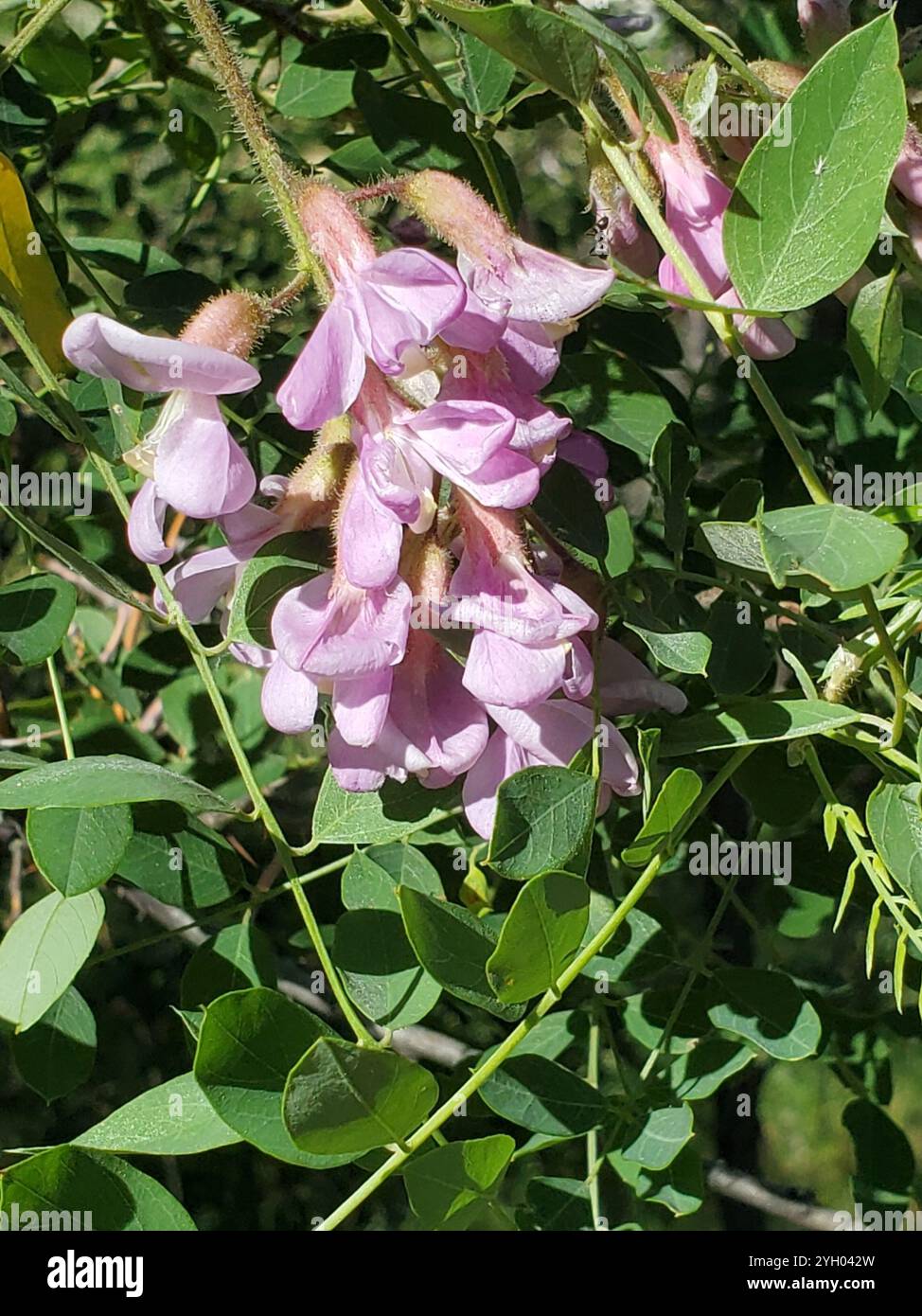 New Mexico Heuschrecke (Robinia neomexicana) Stockfoto