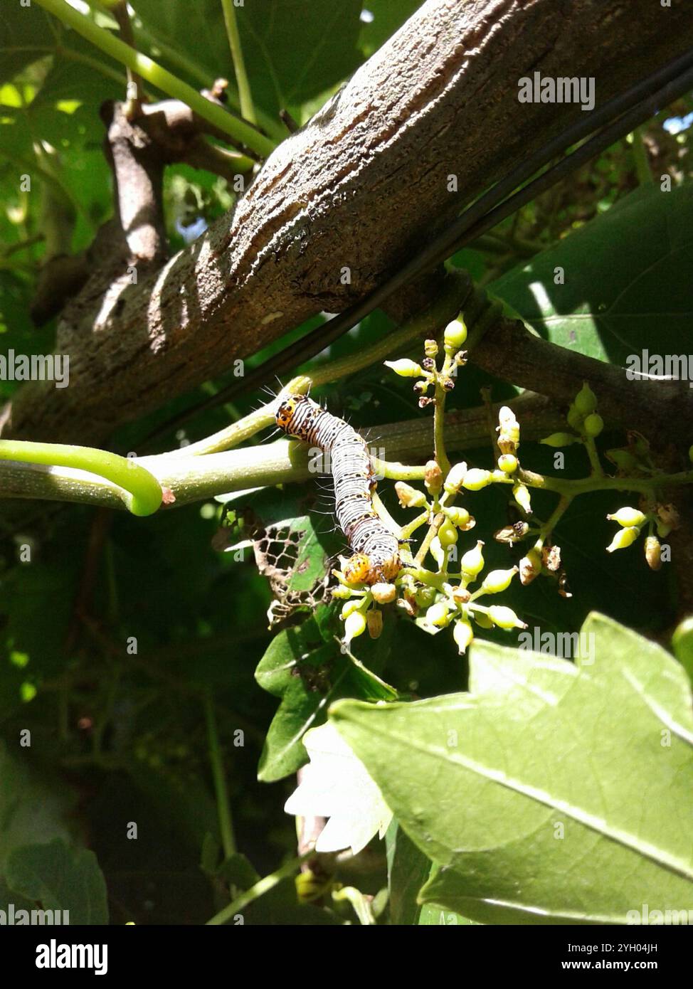 Achtfleckige Forester Moth (Alypia octomaculata) Stockfoto