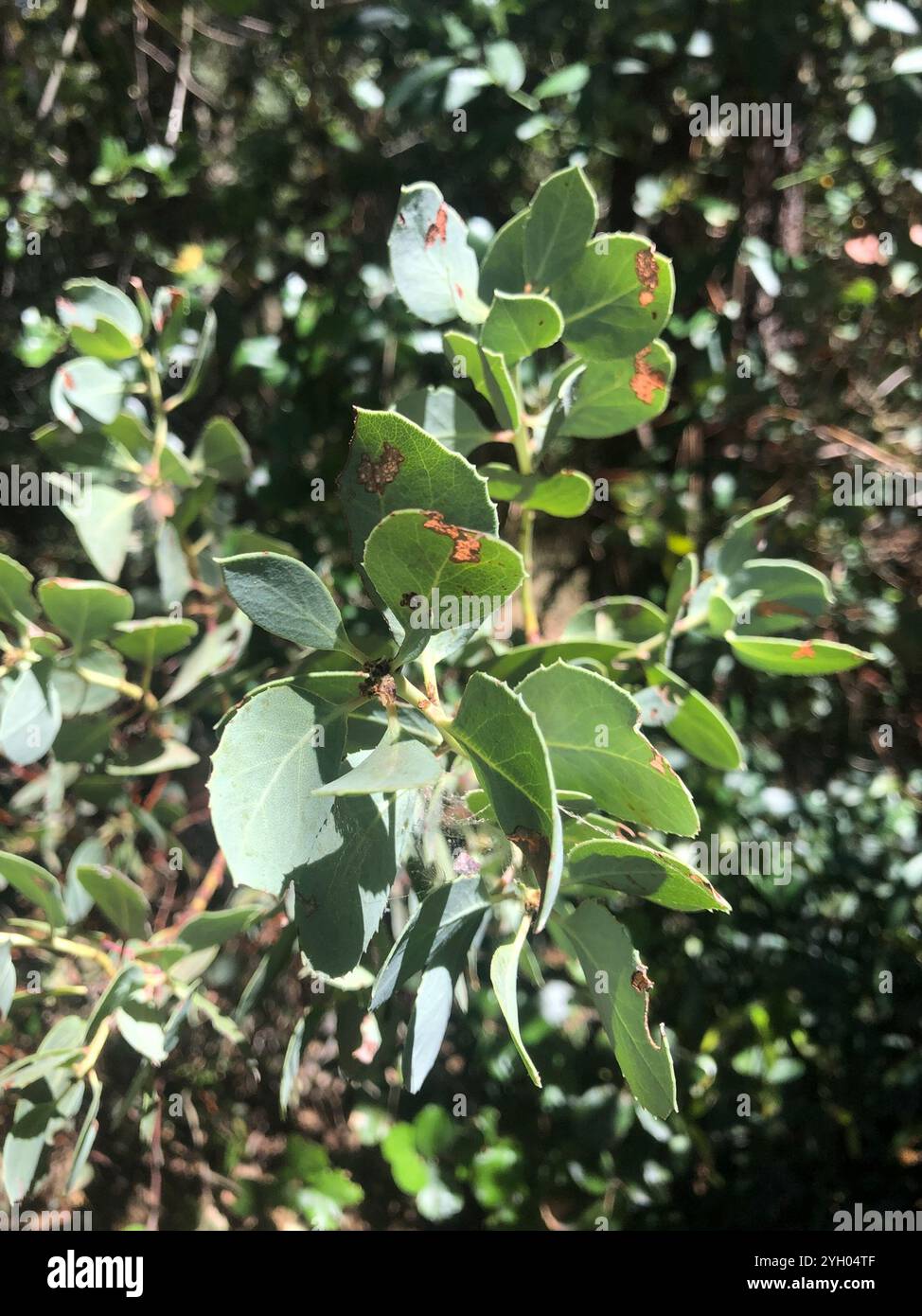 Big Berry Manzanita (Arctostaphylos glauca) Stockfoto