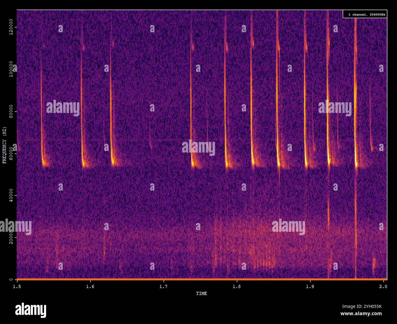 Pygmy Pipistrelle (Pipistrellus pygmaeus) Stockfoto