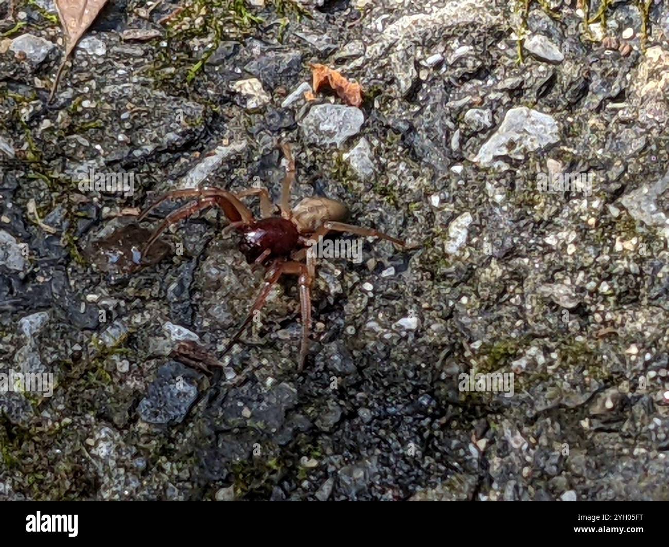Breiter SAC-Spider (Trachelas tranquillus) Stockfoto