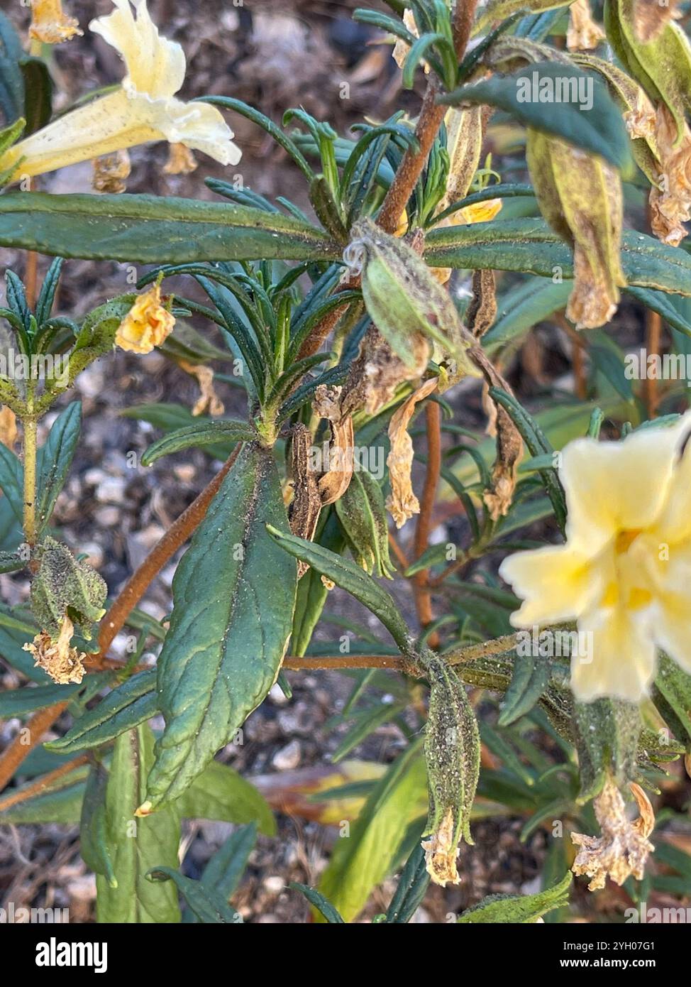 Südbuschaffenblume (Diplacus longiflorus) Stockfoto