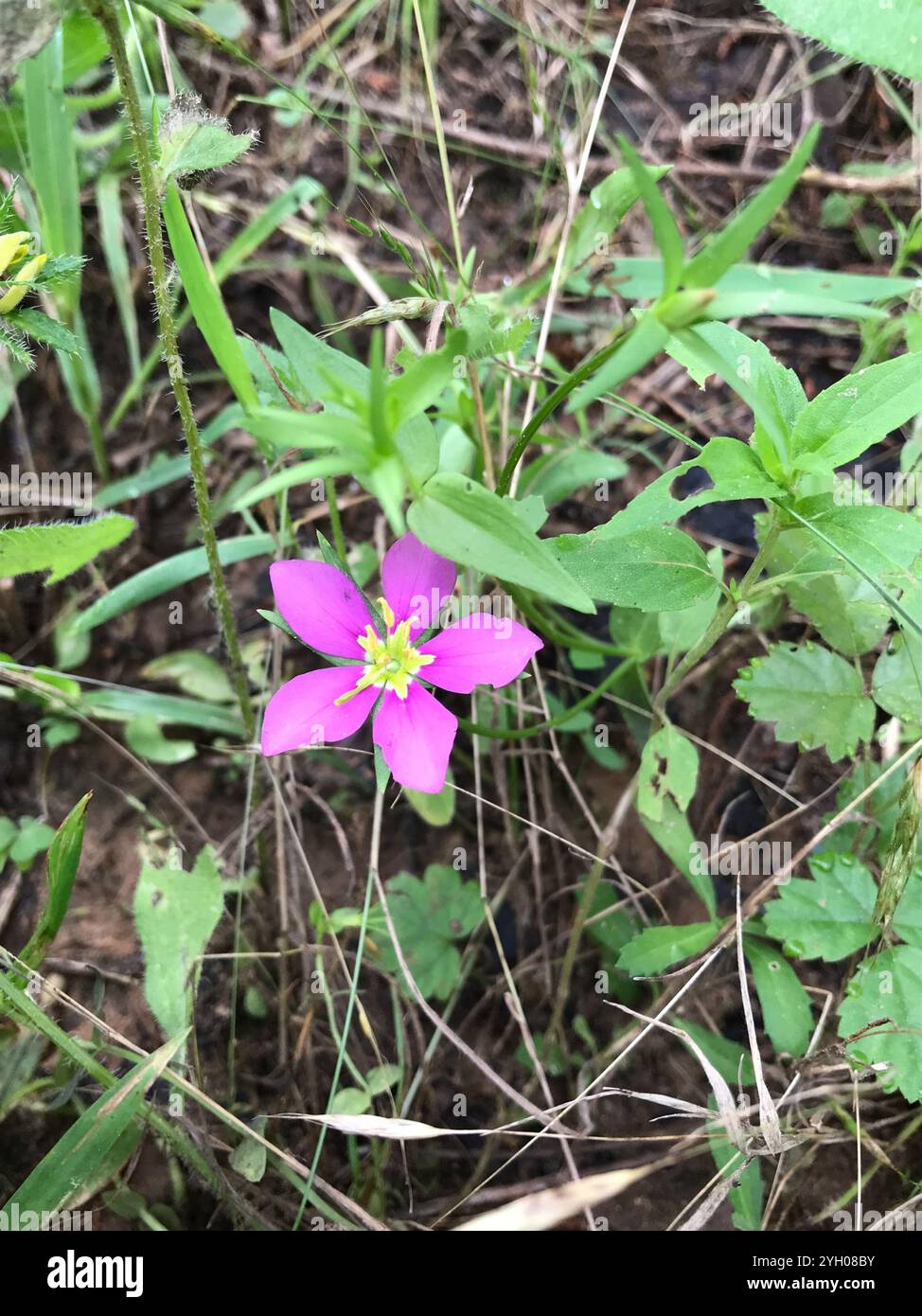 Wiese Pink (Sabatia campestris) Stockfoto