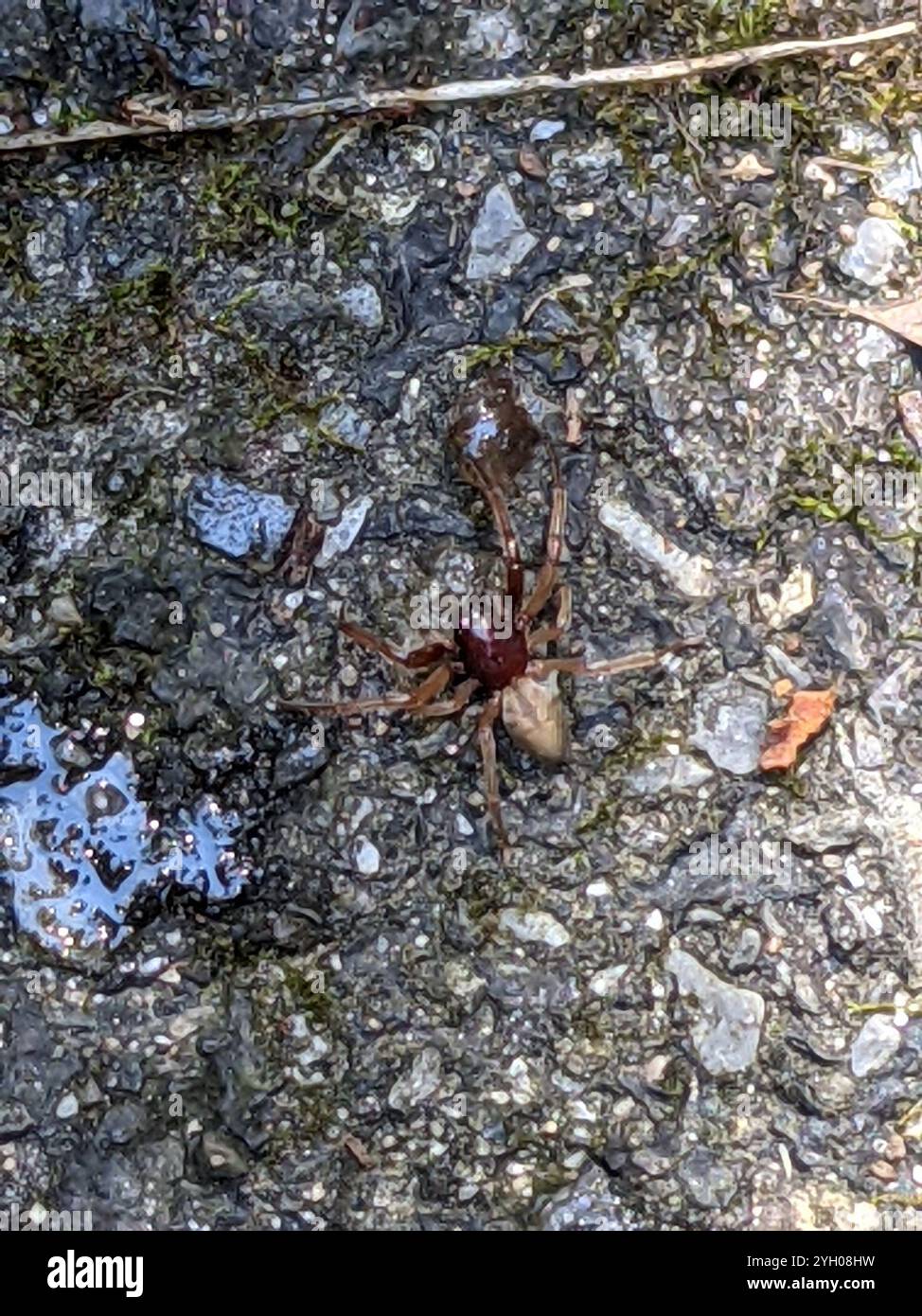 Breiter SAC-Spider (Trachelas tranquillus) Stockfoto